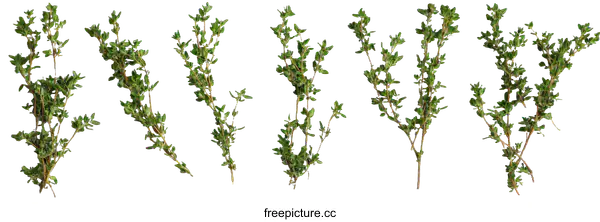 [Transparent Background PNG]Fresh Thyme Sprigs on White Background