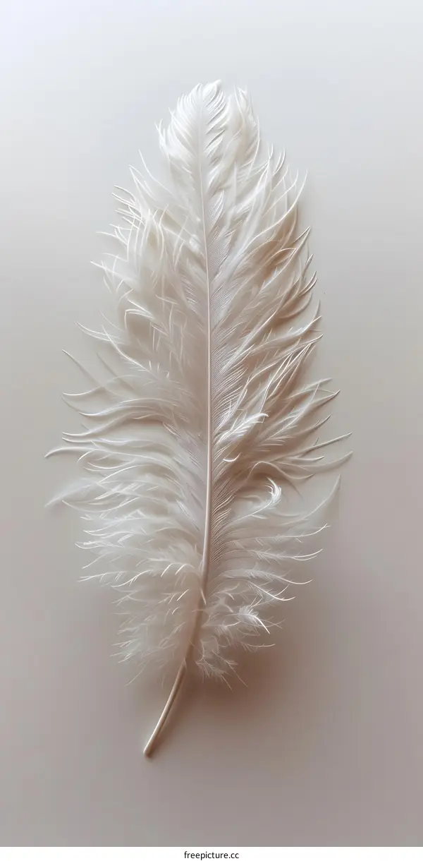 Single white feather on a plain background