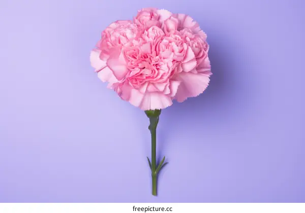 Pink Carnation Flower in Full Bloom on Purple