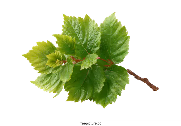 [Transparent Background PNG]Close-up Fresh Green Leaves and Branch