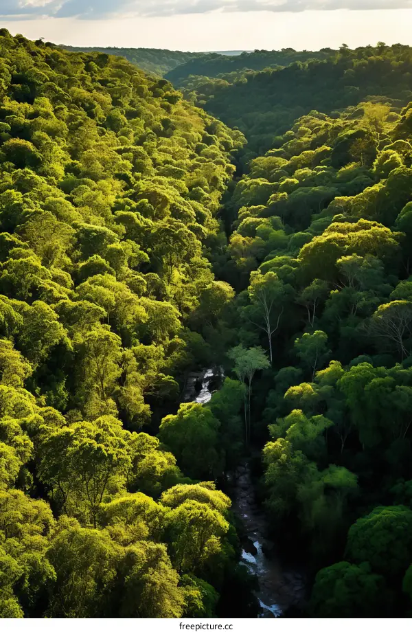 The dense green forest is full of vitality