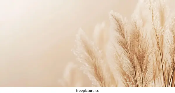 Dried Pampas Grass Against a Beige Background