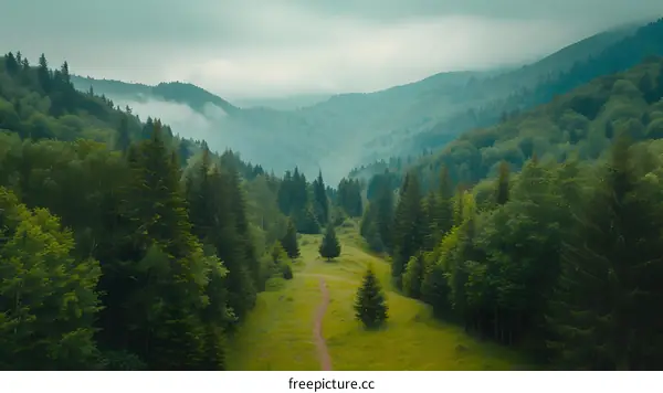 Aerial View of Green Forest and Mountains