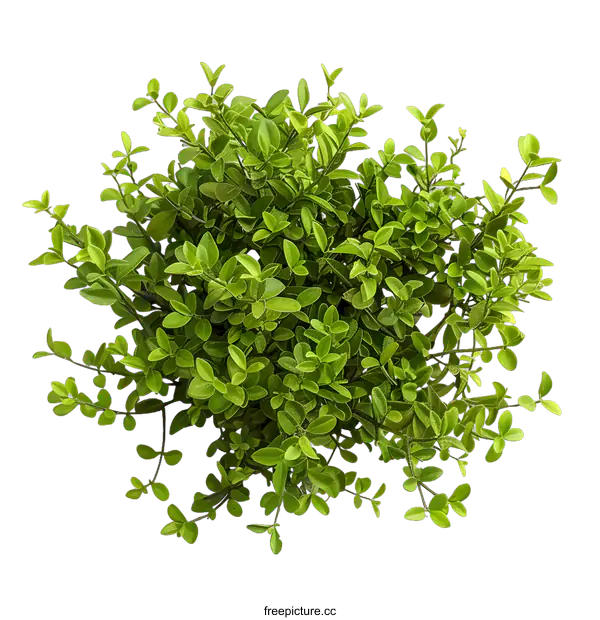 [Transparent Background PNG]Green Bush Top View Isolated on White Background