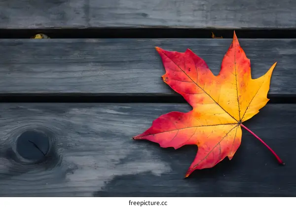 Red Maple Leaf on Wooden Plank