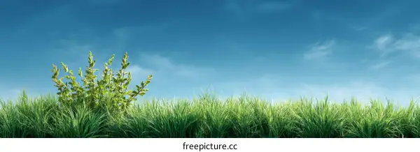 Beautiful Summer Grass and Sky