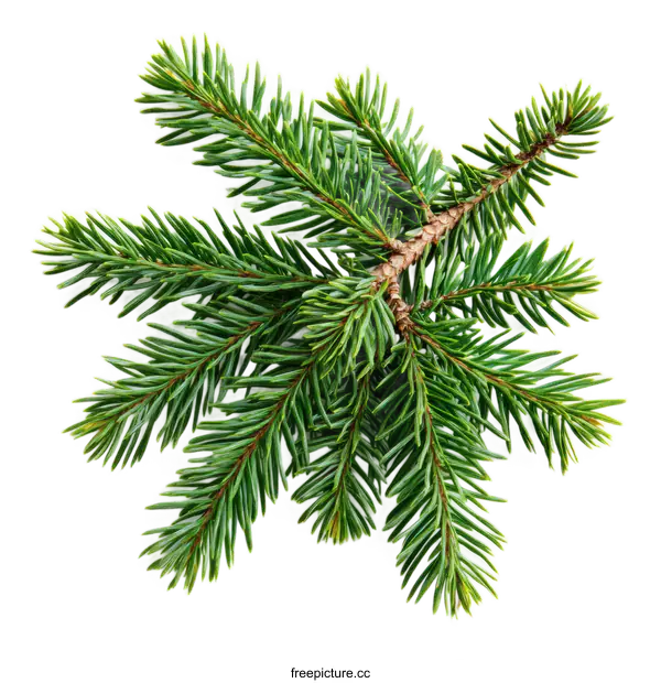 [Transparent Background PNG]Closeup of Fresh Green Fir Branch