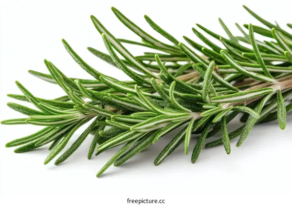 Fresh Rosemary Sprig Close-up on White Background