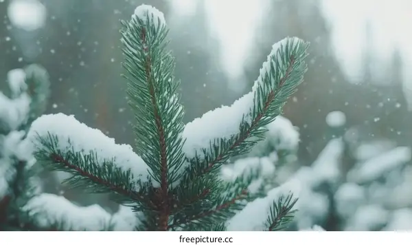 Snowy Pine Branch in Winter Wonderland