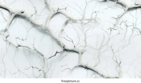 Whitewashed Tree Branches