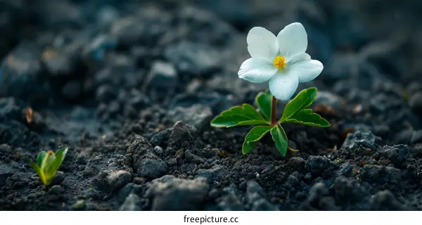 The beauty of a single flower in a rocky field