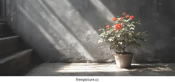 Sunlight Illuminating a Potted Plant in an Old Interior