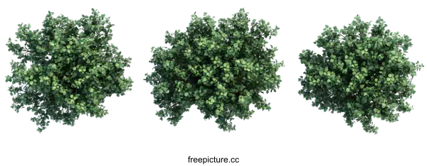[Transparent Background PNG]Top View of Three Lush Green Trees