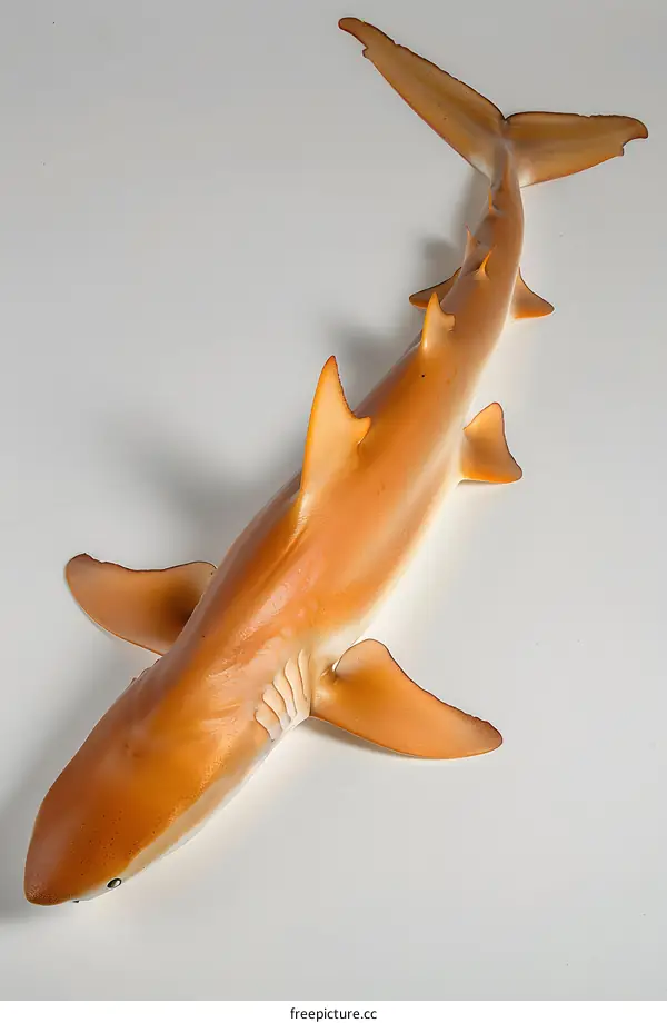 Bronze Whaler Shark on White Background