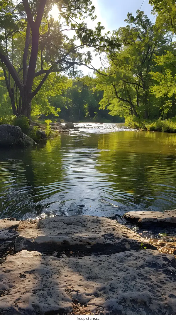 Sunlight Through Trees on River