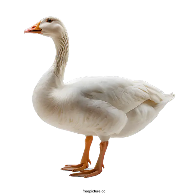[Transparent Background PNG]goose standing on white background