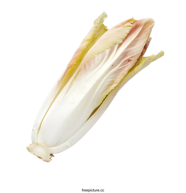 [Transparent Background PNG]Fresh Whole Red Chicory Isolated on White Background