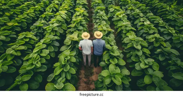 Two farmers standing in a lush green tobacco field