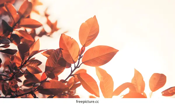 Close Up Of Brown Leaves In Autumn