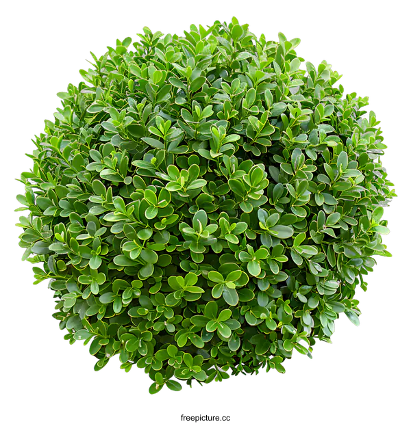 [Transparent Background PNG]Green Bush Isolated On White Background