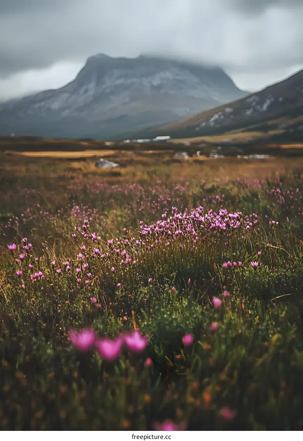 Purple Wildflowers Blooming in a Field Under a Cloudy Sky with Mountains in the Distance