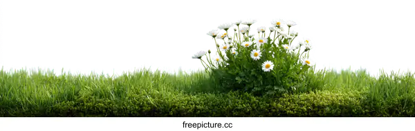 [Transparent Background PNG]Spring Meadow with Daisies and Grass