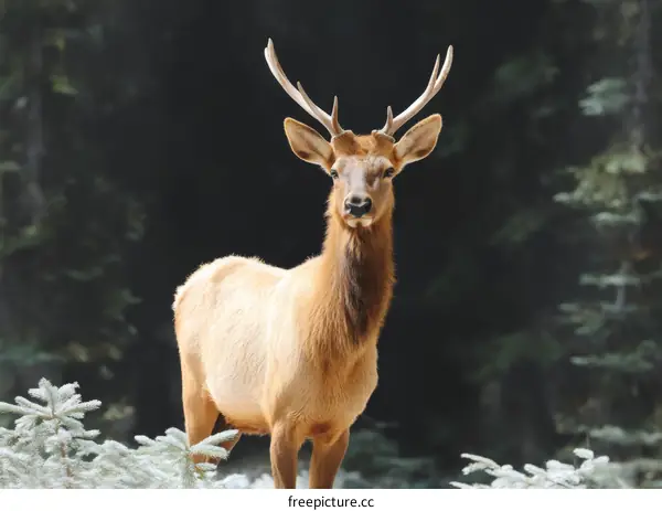 Majestic Elk in the Snowy Forest