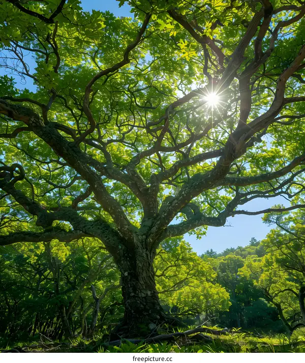 Centuries-old oak tree with lush green leaves and sun shining through the branches