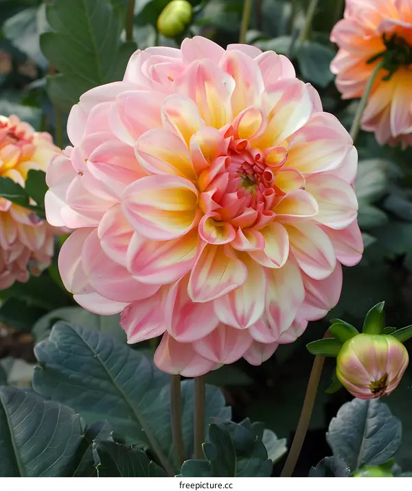Pink and Yellow Dahlia Flower in Bloom