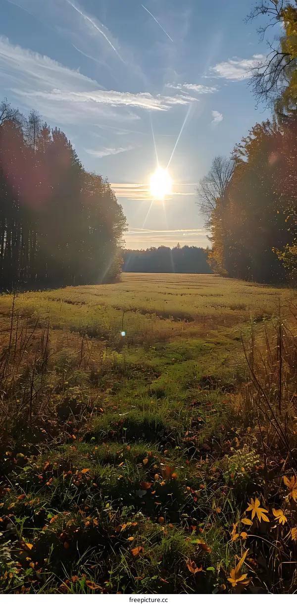 The sun shines through the trees in the forest