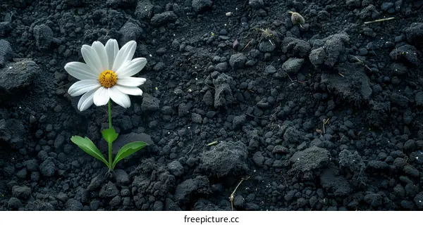 A flower growing out of a pile of dirt