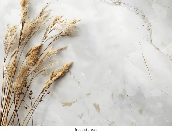 Dried Grass on Grey Background
