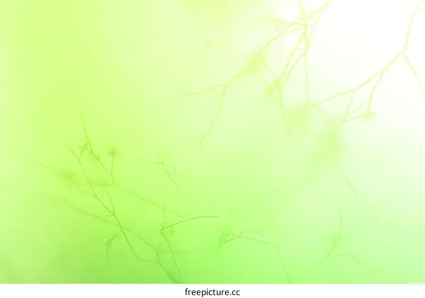 Abstract Light Green Background with Branches