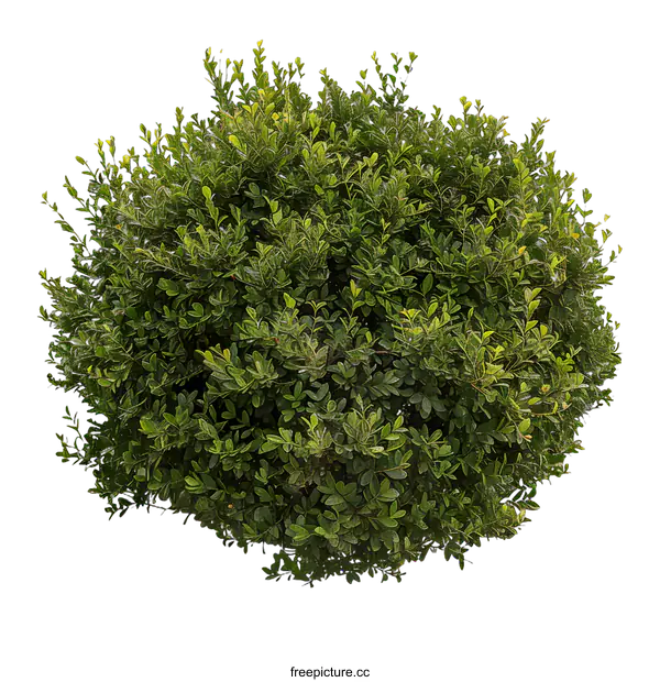 [Transparent Background PNG]Green Bush Isolated on White Background