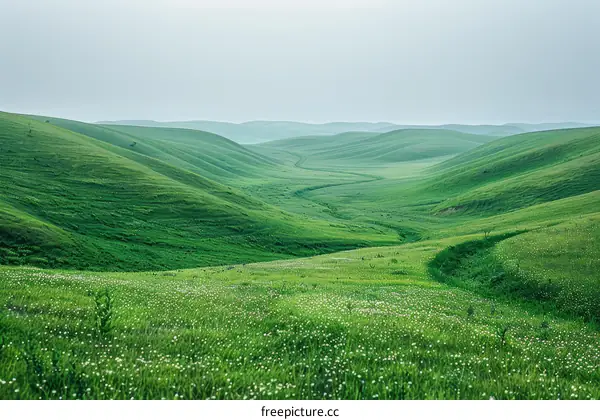 Green rolling hills of a valley with white flowers