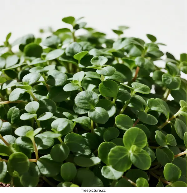 Close-up of lush green young plants with vibrant leaves