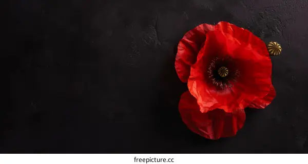 Red Poppy Flower on Black Background