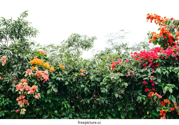 Colorful Bougainvillea Flowers Bush in Tropical Garden