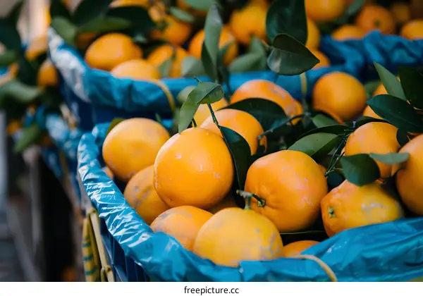 Fresh Oranges In Blue Basket