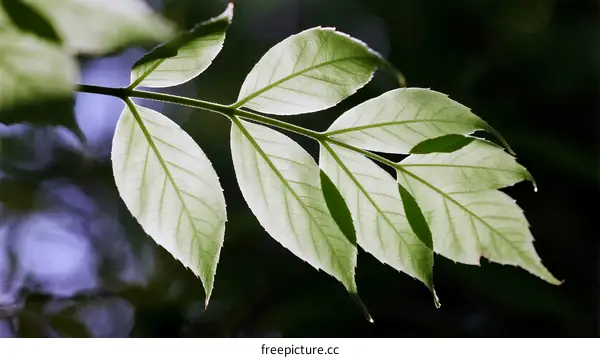 Close-up of Fresh Green Leaf with Visible Veins and Natural Light