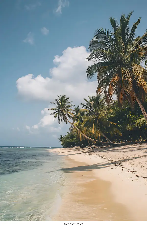 Tropical Beach with Palm Trees and Blue Sky