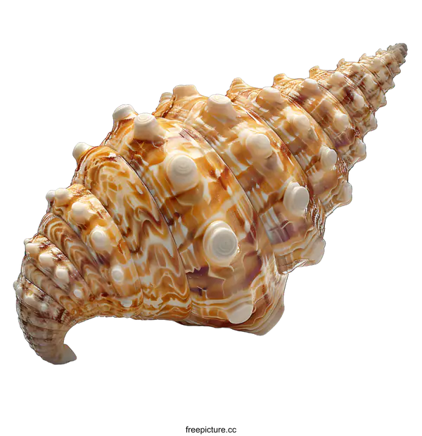 [Transparent Background PNG]Close-up image of a conch shell