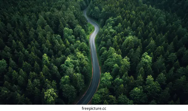 Aerial View of Winding Road Through Lush Forest