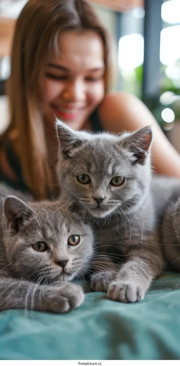 A young woman is smiling at two British Shorthair cats