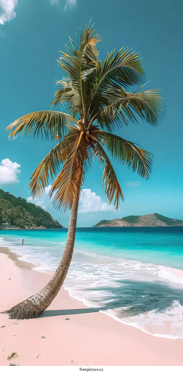 Palm Tree on a Tropical Beach