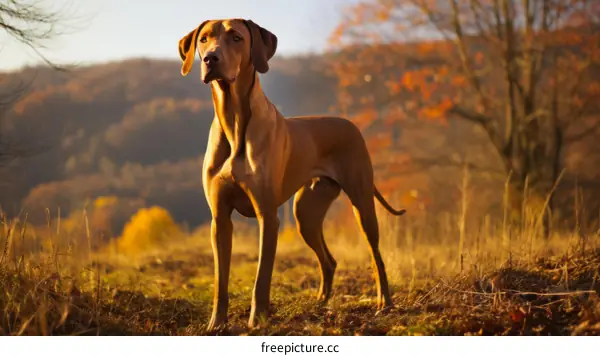 A Rhodesian Ridgeback dog standing in a field of tall grass