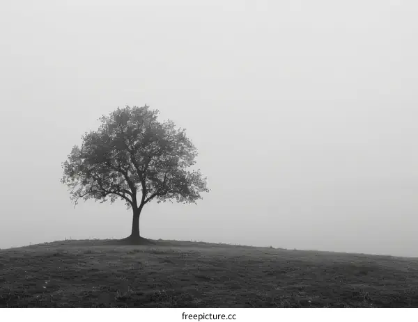 Mysterious Tree in Fog