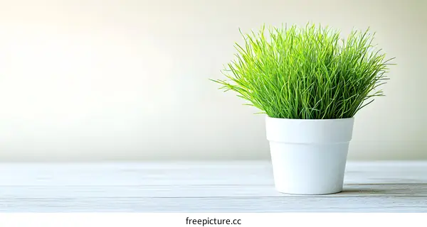 Green Grass Plant in a White Pot on a Wooden Table