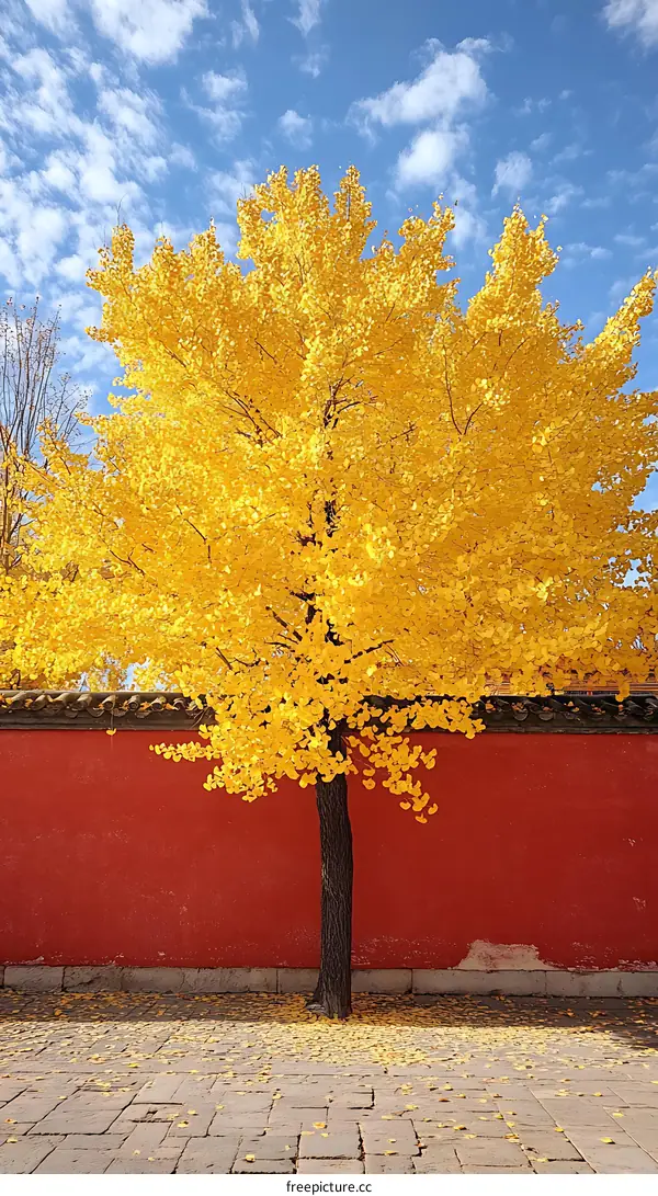Autumnal Ginkgo Tree Against a Red Wall
