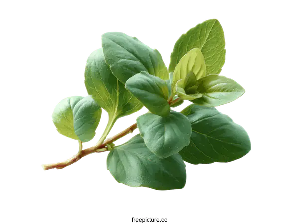[Transparent Background PNG]Fresh Green Herbs Close-up Studio Shot